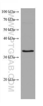 SCAMP3 Antibody in Western Blot (WB)