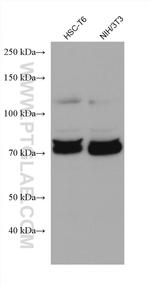 CARS Antibody in Western Blot (WB)