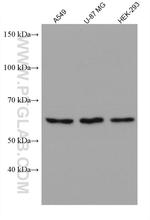 WDR1 Antibody in Western Blot (WB)