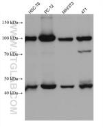 GART Antibody in Western Blot (WB)