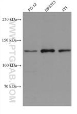 LARS Antibody in Western Blot (WB)