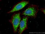 ATG16L1 Antibody in Immunocytochemistry (ICC/IF)