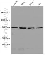 ATG16L1 Antibody in Western Blot (WB)