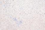 FcRn Antibody in Immunohistochemistry (Paraffin) (IHC (P))