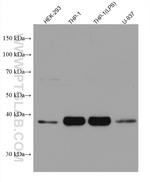 FcRn Antibody in Western Blot (WB)