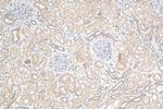 TNIK Antibody in Immunohistochemistry (Paraffin) (IHC (P))