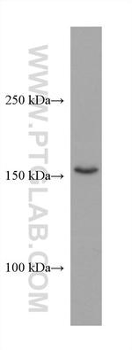 TNIK Antibody in Western Blot (WB)