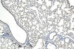 SERPINB9 Antibody in Immunohistochemistry (Paraffin) (IHC (P))