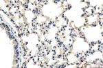 SERPINB9 Antibody in Immunohistochemistry (Paraffin) (IHC (P))