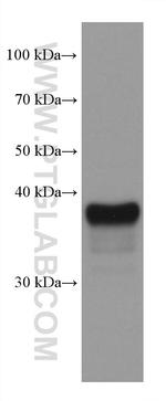 SERPINB9 Antibody in Western Blot (WB)