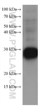 RAB14 Antibody in Western Blot (WB)