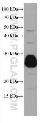 RAB14 Antibody in Western Blot (WB)