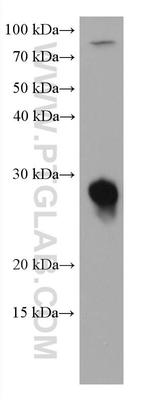 RAB14 Antibody in Western Blot (WB)