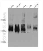 ABCC5 Antibody in Western Blot (WB)