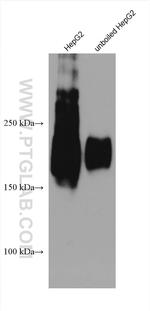 ABCC5 Antibody in Western Blot (WB)