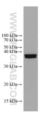 Caspase 7 Antibody in Western Blot (WB)