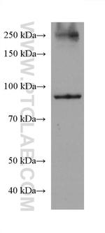 SATB2 Antibody in Western Blot (WB)