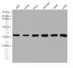 PSMB5 Antibody in Western Blot (WB)