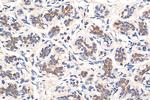 ABCE1 Antibody in Immunohistochemistry (Paraffin) (IHC (P))