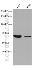 ABCE1 Antibody in Western Blot (WB)