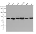 ABCE1 Antibody in Western Blot (WB)