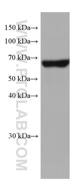 MFSD2 Antibody in Western Blot (WB)