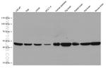 Flotillin 1 Antibody in Western Blot (WB)