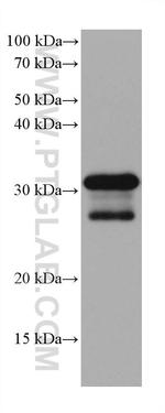 MYD88 Antibody in Western Blot (WB)