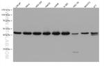 HAT1 Antibody in Western Blot (WB)