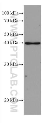 DHODH Antibody in Western Blot (WB)