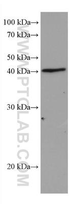 DHODH Antibody in Western Blot (WB)