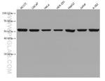 SHMT2 Antibody in Western Blot (WB)