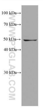 SHMT2 Antibody in Western Blot (WB)