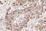 MMP7 Antibody in Immunohistochemistry (Paraffin) (IHC (P))