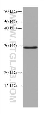 MMP7 Antibody in Western Blot (WB)