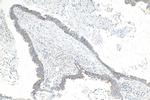 SLC30A2 Antibody in Immunohistochemistry (Paraffin) (IHC (P))