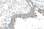 SLC30A2 Antibody in Immunohistochemistry (Paraffin) (IHC (P))