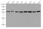 SLC30A2 Antibody in Western Blot (WB)