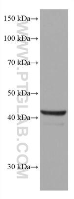 SOX1 Antibody in Western Blot (WB)