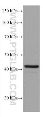 SOX1 Antibody in Western Blot (WB)