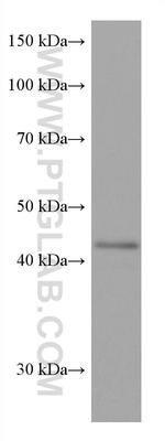 SOX1 Antibody in Western Blot (WB)