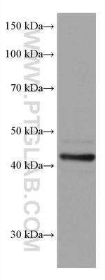 SOX1 Antibody in Western Blot (WB)