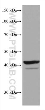 SOX1 Antibody in Western Blot (WB)