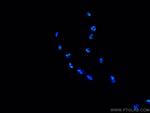 MYBBP1A Antibody in Immunocytochemistry (ICC/IF)