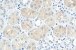 MYBBP1A Antibody in Immunohistochemistry (Paraffin) (IHC (P))