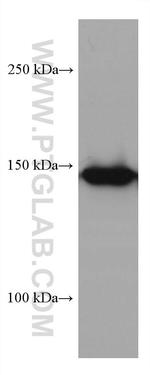 MYBBP1A Antibody in Western Blot (WB)