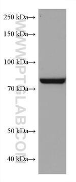 TGM2 Antibody in Western Blot (WB)