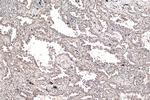 Sortilin Antibody in Immunohistochemistry (Paraffin) (IHC (P))