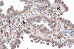 Sortilin Antibody in Immunohistochemistry (Paraffin) (IHC (P))