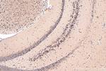 Sortilin Antibody in Immunohistochemistry (Paraffin) (IHC (P))